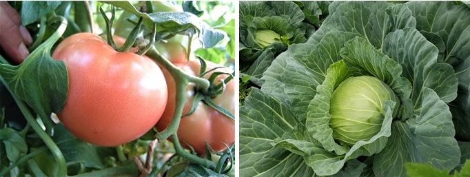 トマトとキャベツ