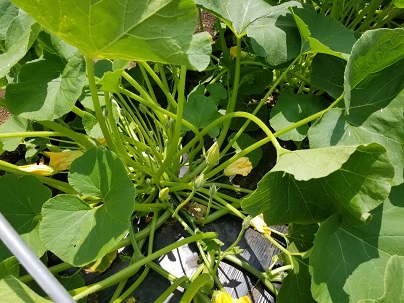 あぐいかぼちゃ３