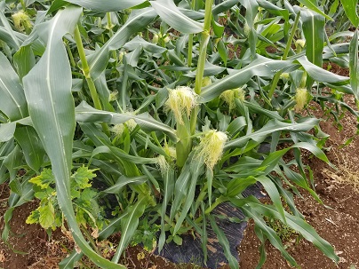 秋葉とうもろこし