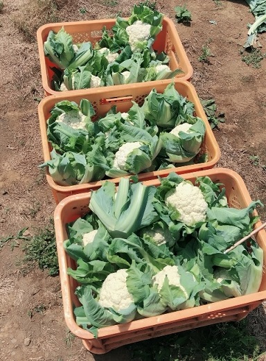 カリフラワー１