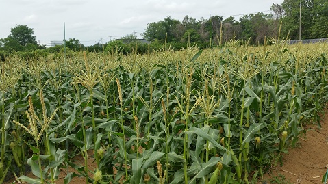 和彦とうもろこし6