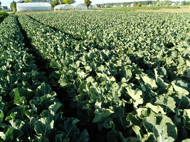 峰カリフラワー