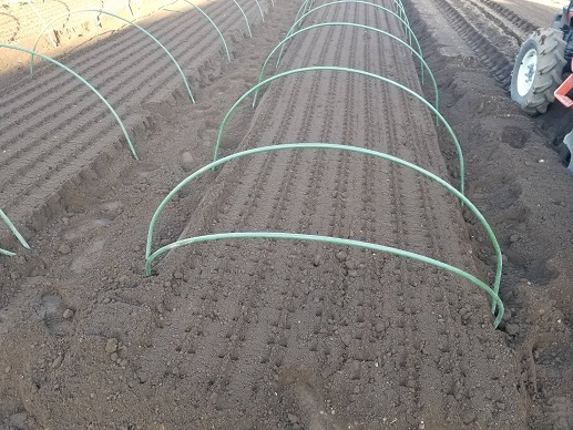 リーフレタスミックス